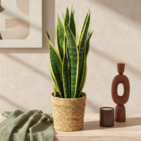 Sansevieria Laurentii og