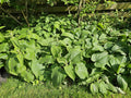 Jerusalems Salvie (Phlomis russeliana) 'Russeliana'