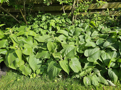 Jerusalems Salvie (Phlomis russeliana) 'Russeliana'