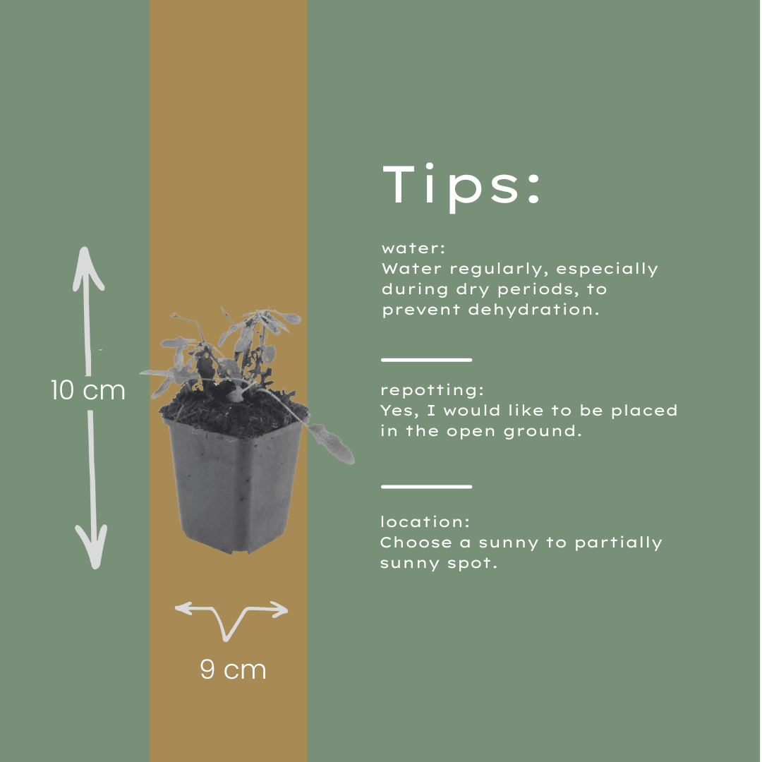 Livraison plante Sauge des bois