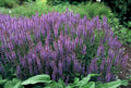 Skovsvale (Salvia Nemorosa) 'Caradonna'