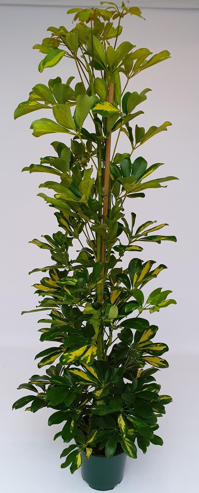 Livraison plante Schefflera Gold Capella