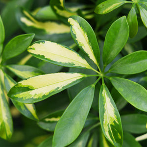 Livraison plante Schefflera Gold Capelle et panier H75 cm