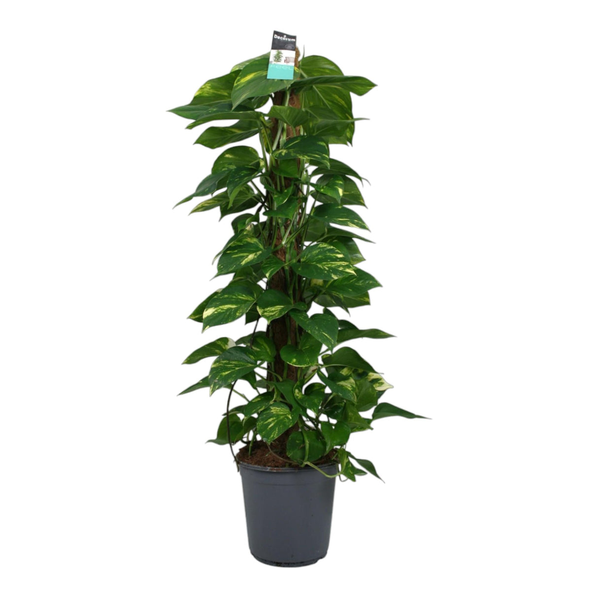 Livraison plante Scindapsus Epipremnum