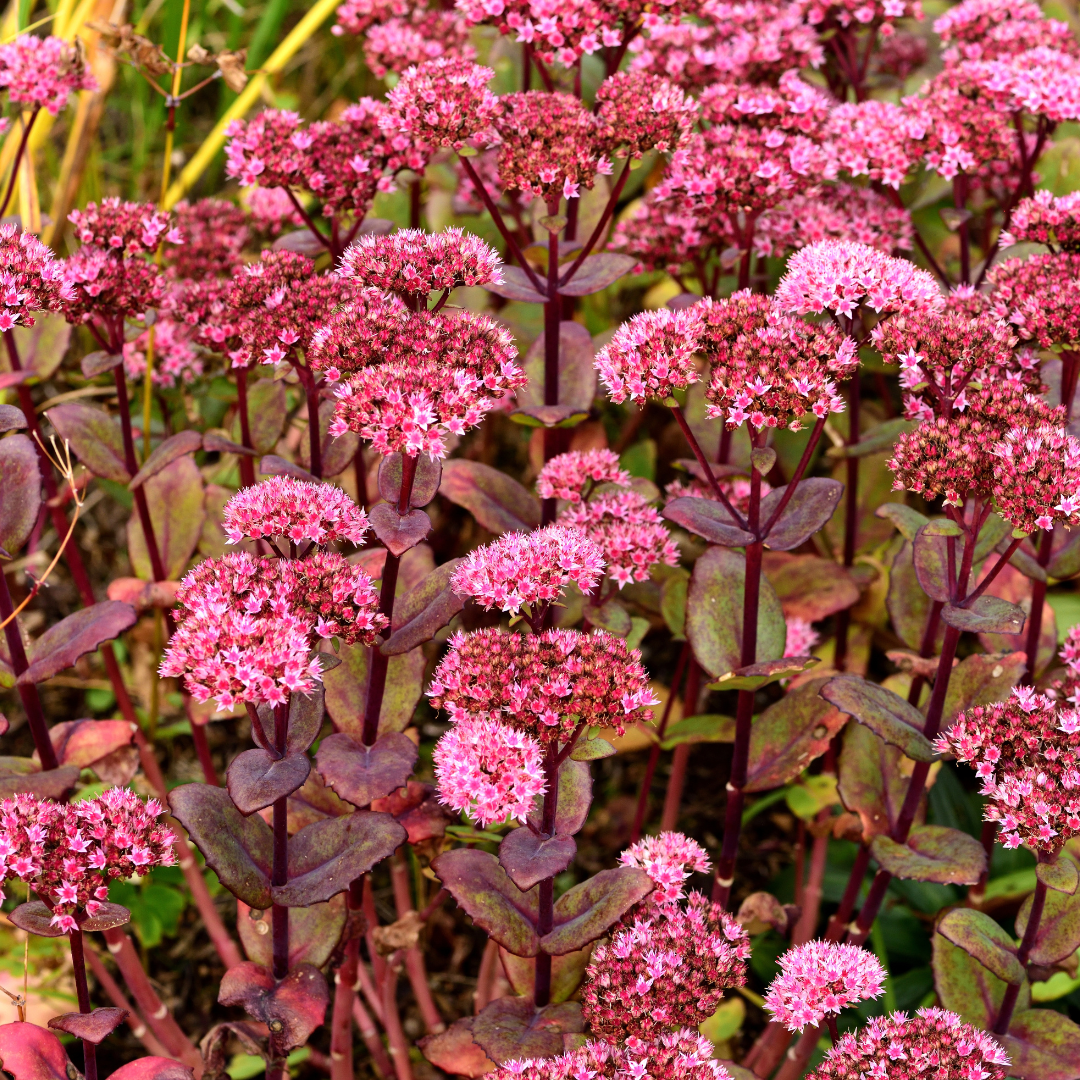 Livraison plante Sedum matrona