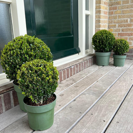 Livraison plante Set de 2 boules Ilex crenata 'Jenny'