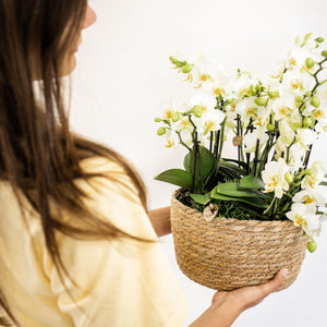 Livraison plante Set de 3 orchidées blanches et 3 Rhipsalis dans un panier en coton avec réservoir d'eau