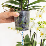 Livraison plante Set de 3 Orchidées violettes dans un panier en roseau avec réservoir d'eau