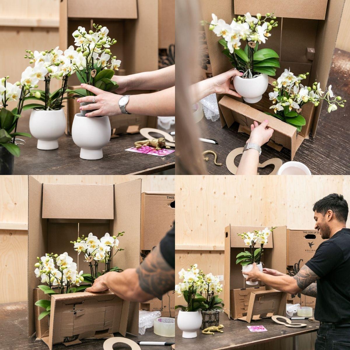 Livraison plante Set d'Orchidées Phalaenopsis Roses en Pots Roses sur Plateau Blanc