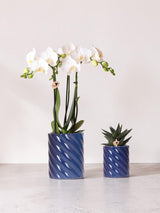 Hvid Phalaenopsis Orchid og Haworthia Sæt i Candy Pots