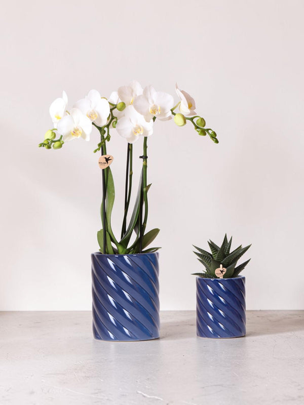 Hvid Phalaenopsis Orchid og Haworthia Sæt i Candy Pots