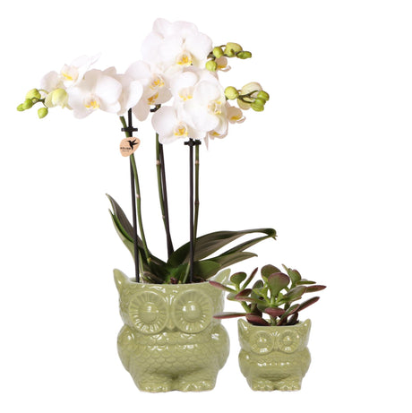 Livraison plante Set Plantes Owl : Orchidee Phalaenopsis & Succulent