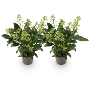 Livraison plante Skimmia japonica Finchy – Lot de 2 – Pot 10,5 cm