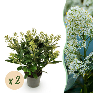 Livraison plante Skimmia japonica Finchy – Lot de 2 – Pot 15 cm