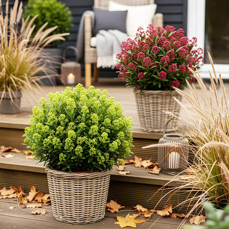 Livraison plante Skimmia japonica Rubella & Finchy – Lot de 2 – Pot 15 cm