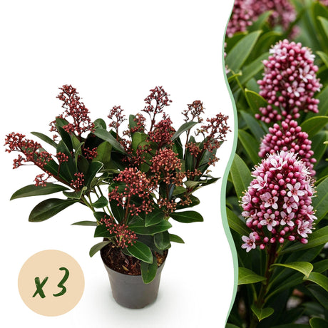 Livraison plante Skimmia japonica Rubella x2
