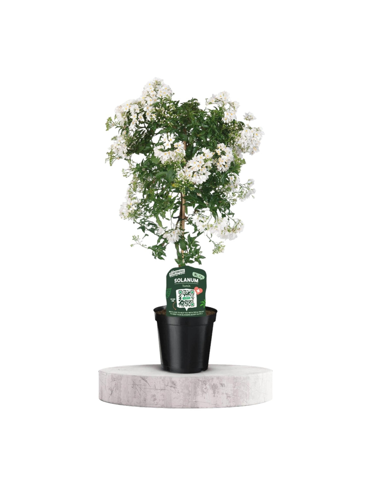Livraison plante Solanum jasminoiides blanc