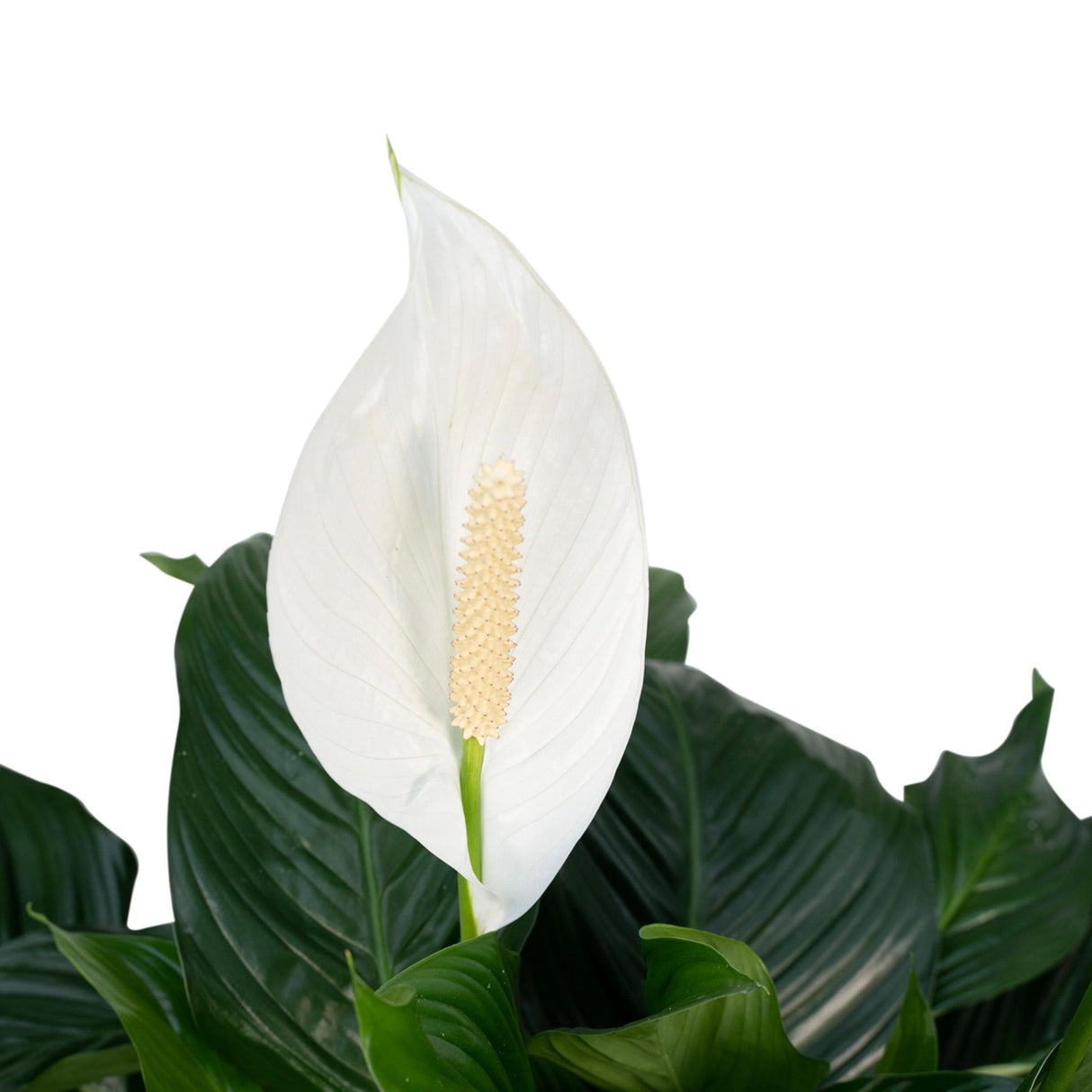 Livraison plante Spathiphyllum