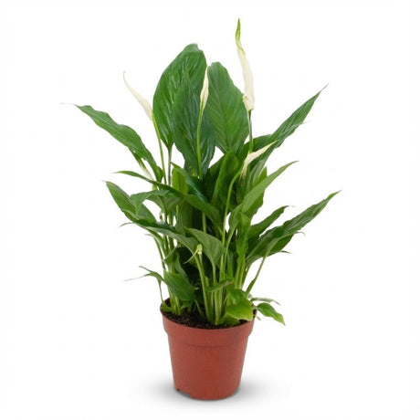 Livraison plante Spathiphyllum