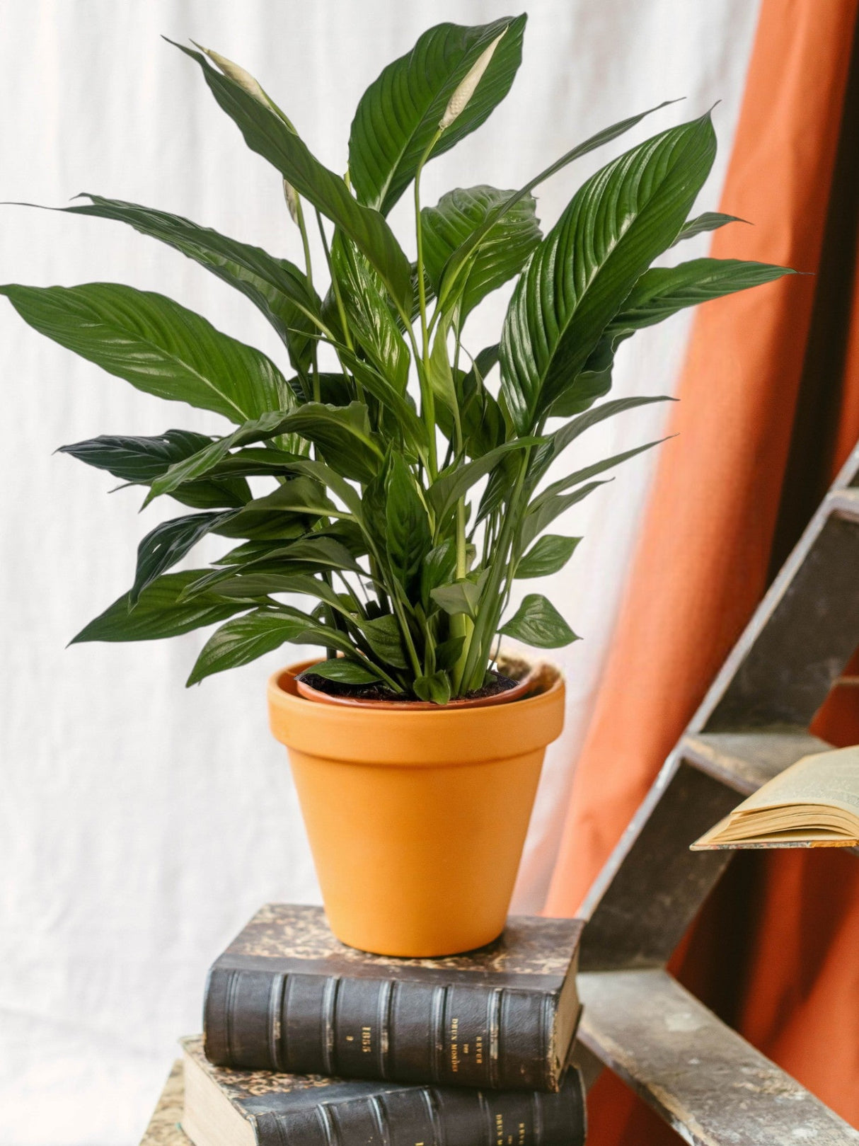 Livraison plante Spathiphyllum 'Vivaldi'