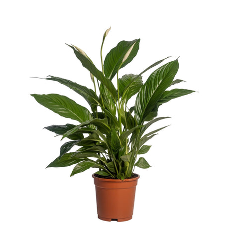 Livraison plante Spathiphyllum 'Vivaldi'