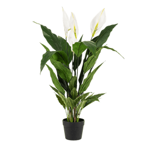 Livraison plante Spathipyllum - fleur de lune artificiel