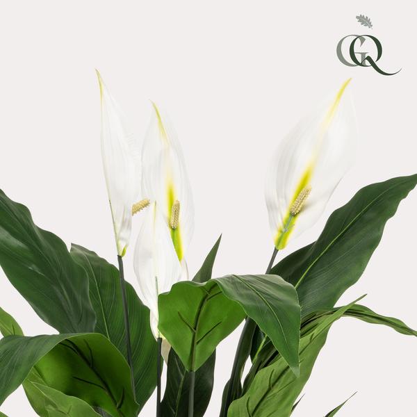 Livraison plante Spathipyllum - fleur de lune artificiel