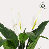 Livraison plante Spathipyllum - fleur de lune artificiel