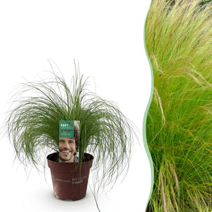 Livraison plante Stipa tenuifolia Pony Tails – Pot 17 cm – Hauteur 50 cm