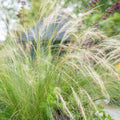 Stipa Hårstrå (Stipa tenuissima) 'Ponytails'