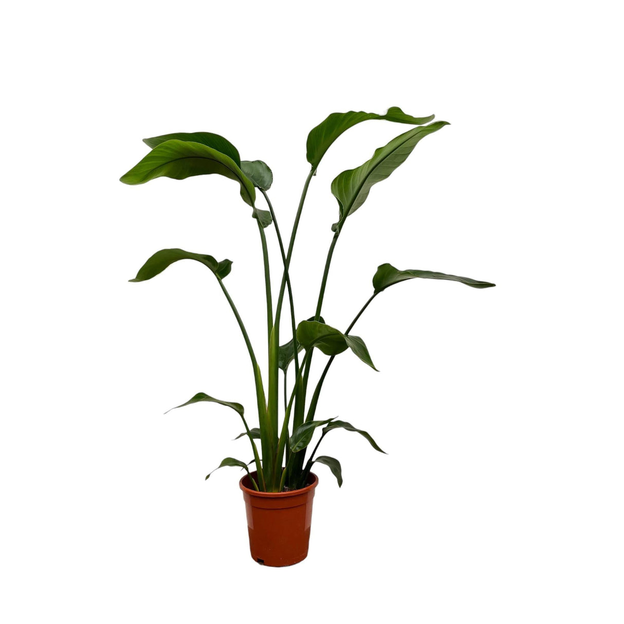 Livraison plante Strelitzia Nicolai - 100 cm - ø17