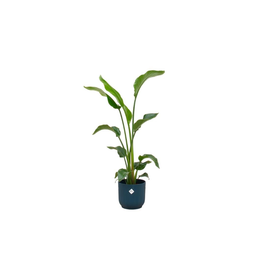 Livraison plante Strelitzia Nicolai 100cm et son pot