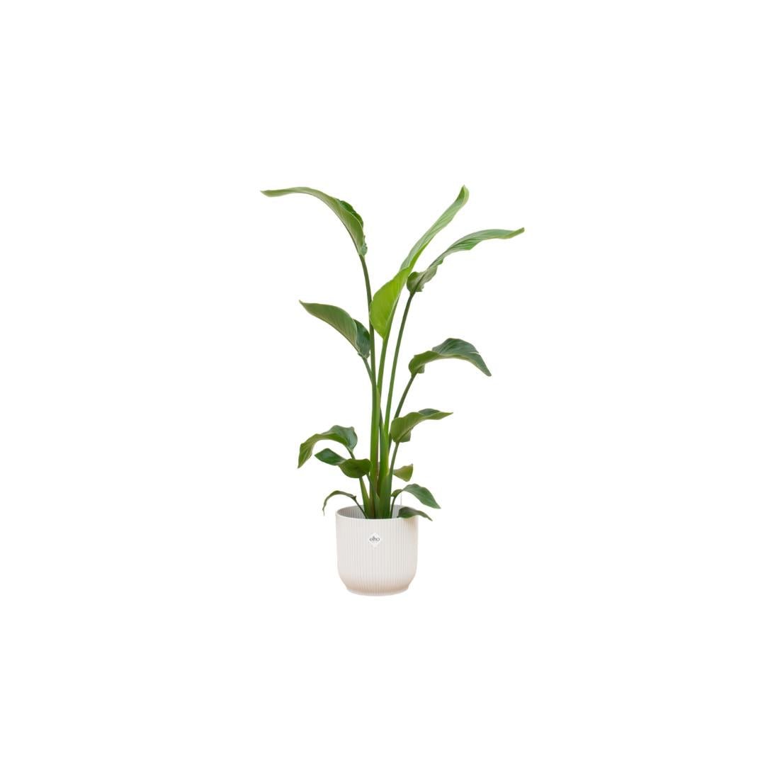 Livraison plante Strelitzia Nicolai 120 cm et son pot