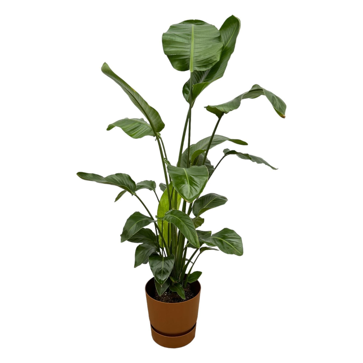 Livraison plante Strelitzia Nicolai 160cm et son pot