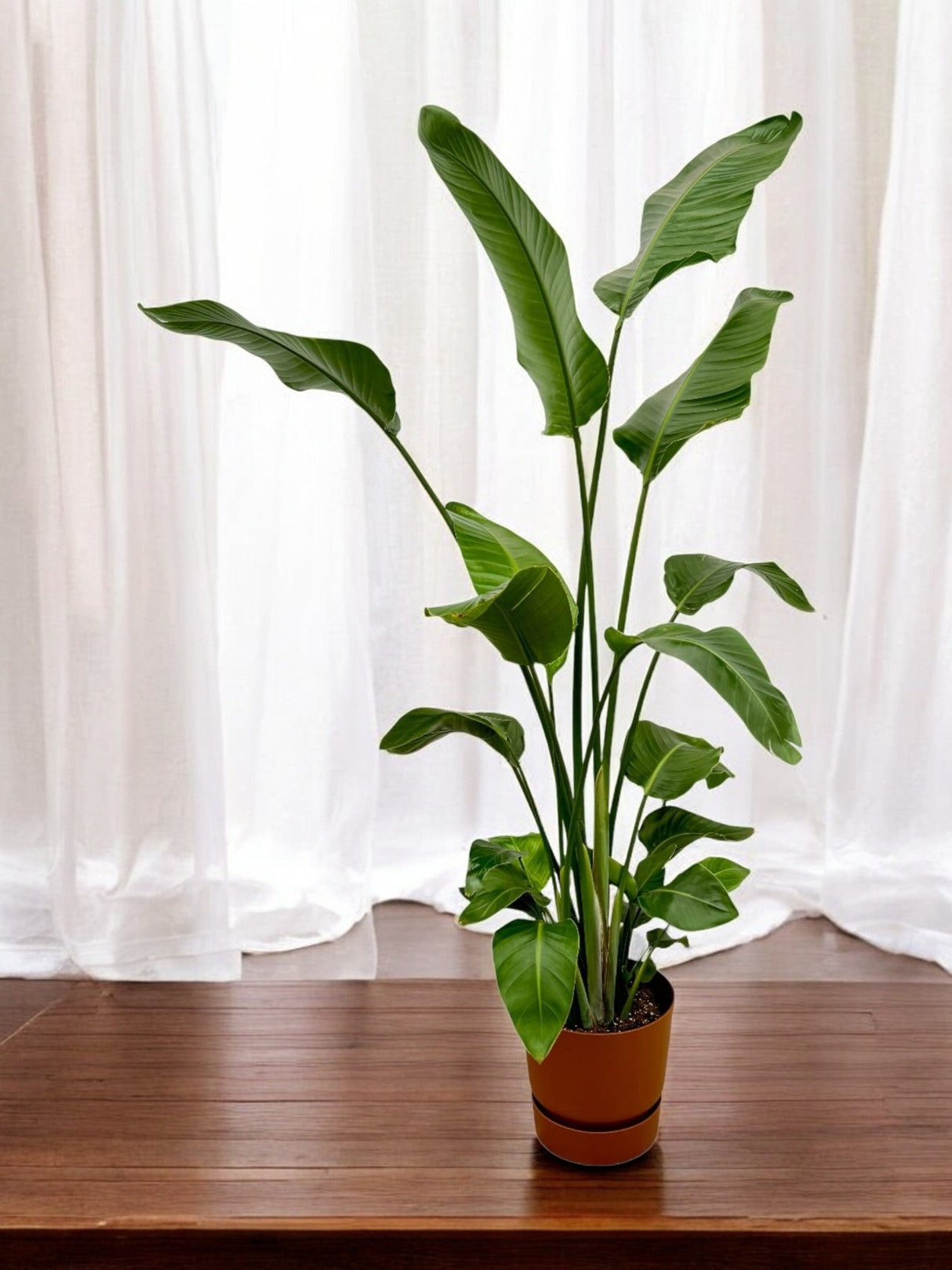 Livraison plante Strelitzia Nicolai 170 cm et son pot