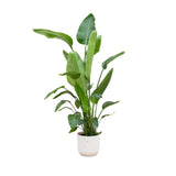 Livraison plante Strelitzia Nicolai 170 cm et son pot