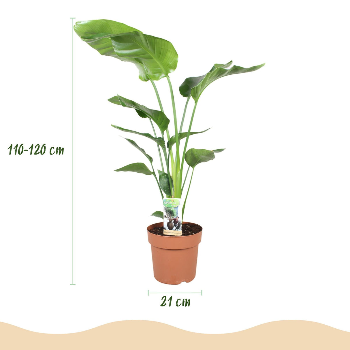 Livraison plante Strelitzia Nicolai