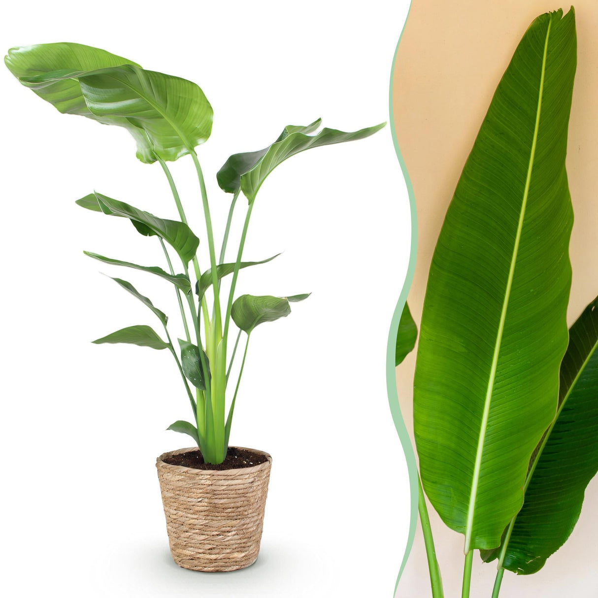 Livraison plante Strelitzia nicolai et panier H115cm