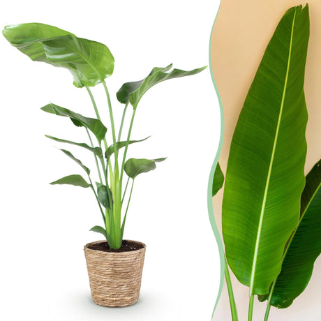 Livraison plante Strelitzia nicolai et panier H115cm