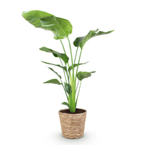 Livraison plante Strelitzia nicolai et panier H115cm