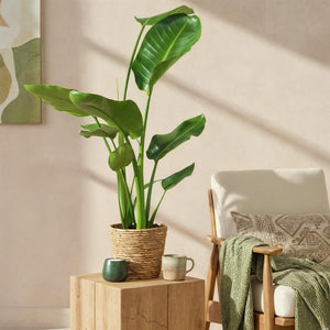 Livraison plante Strelitzia Nicolai et panier H80cm