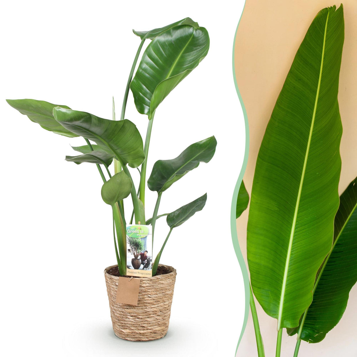 Livraison plante Strelitzia Nicolai et panier H80cm