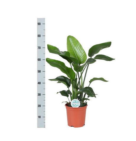 Livraison plante Strelitzia Nicolai et son pot