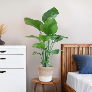 Livraison plante Strelitzia Nicolai et son pot
