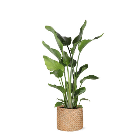 Livraison plante Strelitzia Nicolai et son pot