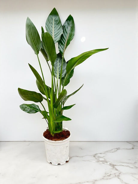Livraison plante Strelitzia Reginae