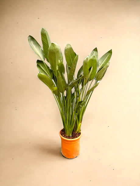 Livraison plante Strelitzia Reginae