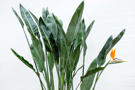 Livraison plante Strelitzia Reginae XL