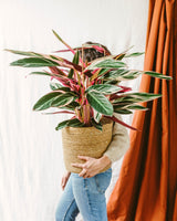 Livraison plante Stromanthe - Calathea Triostar