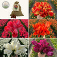 Livraison plante Super Tulip Mix - 100 Bulbes de Tulipes